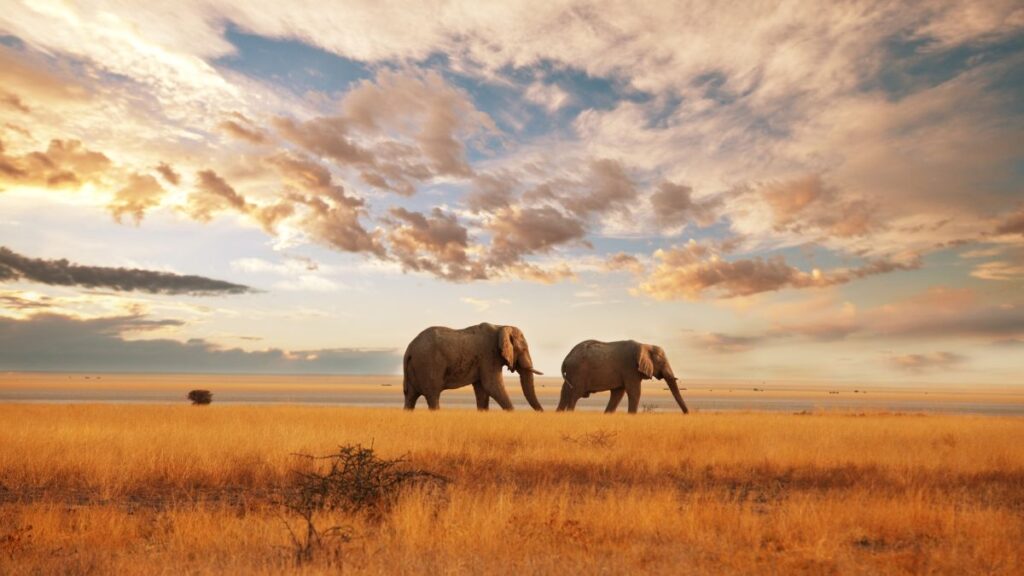 Experience safaris in Kenya