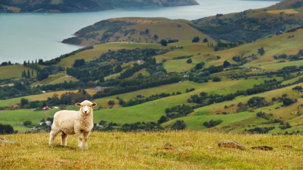 New Zealand provides a break from the busy city life - eco-friendly destinations