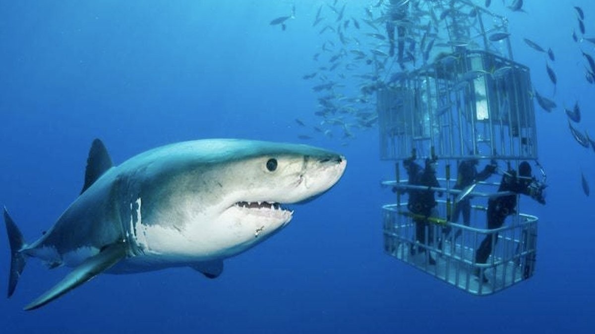 The 7 best places to swim with sharks - Travel Wanderlust