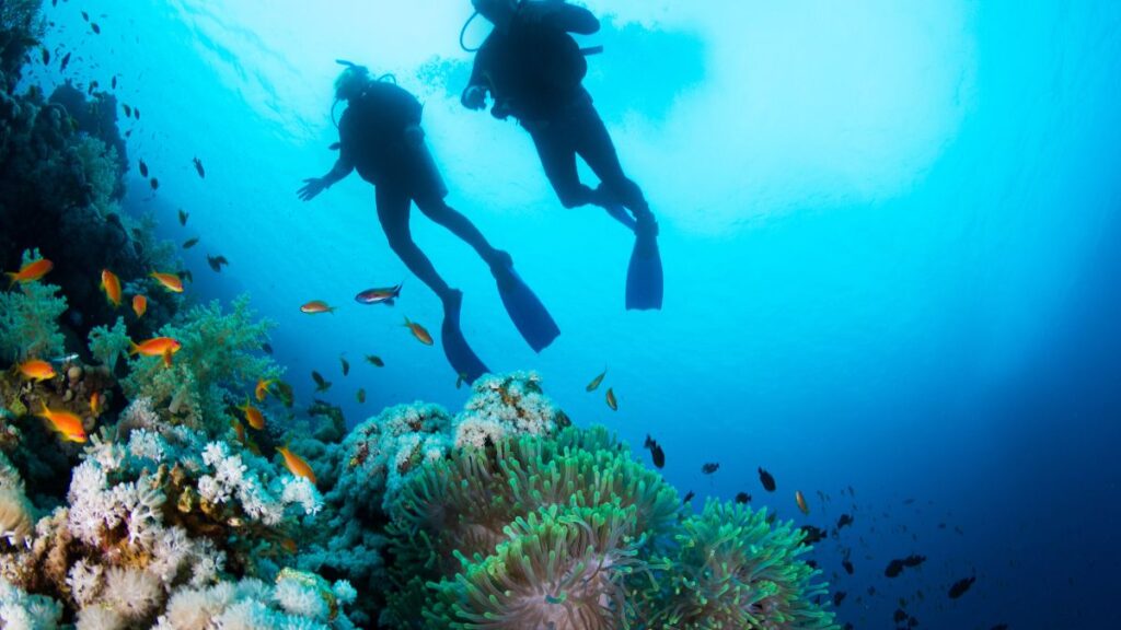 Diving in Cebu is an amazing experience and an amazing adventure travel activity